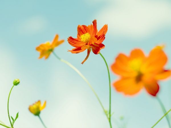 Flor del cosmos,Flores,1024x768 px,verde,naranja,Flores naranjas