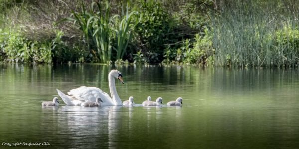 natur,fugle,dyr,svane,Nikon,udendørs