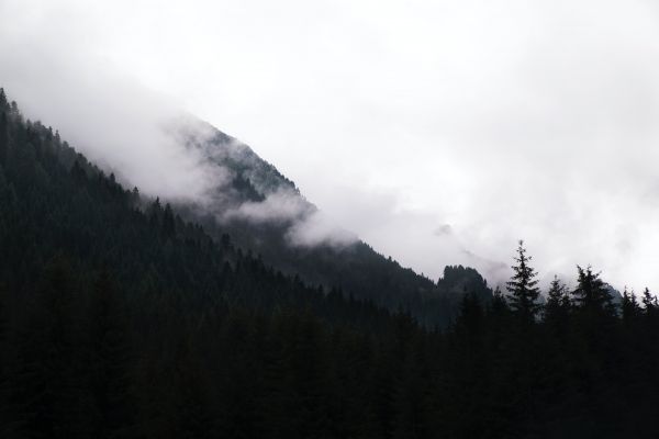 nube,cielo,montagna,pianta,albero,nebbia