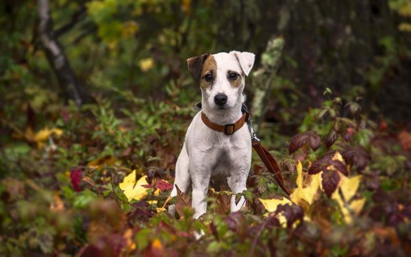 kutya,Jack Russell terrier,kölyökkutya,emlős,levelek,fű