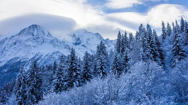 nature,landscape,trees,forest,clouds,sky