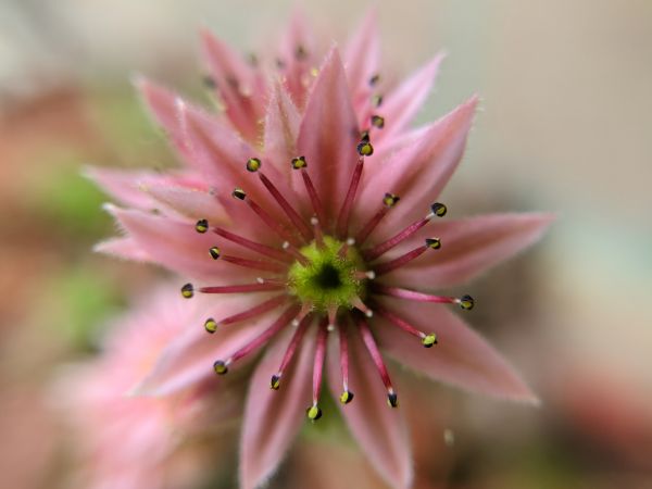 ピンクの花,フラワーズ,自然,写真,多肉植物