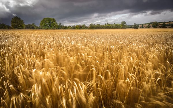 paysage,herbe,ciel,champ,des nuages,vent