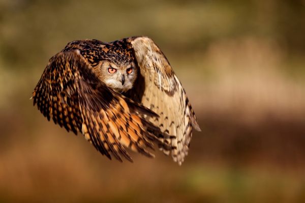 uccelli, natura, uccello rapace, gufo, animali, natura