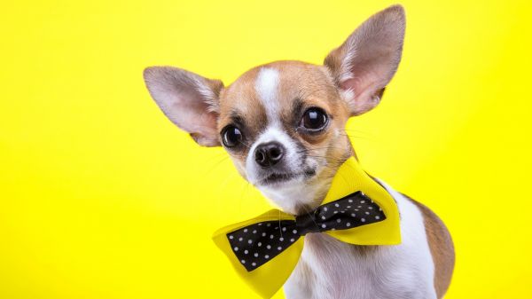 cachorro,bicho de pelúcia,Chihuahua,mamífero,vertebrado,Cão, como, mamífero