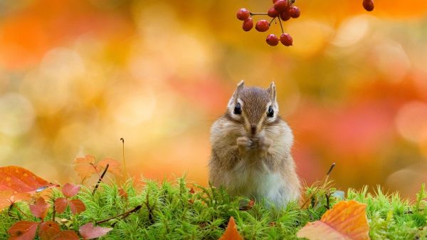 natuur,dieren