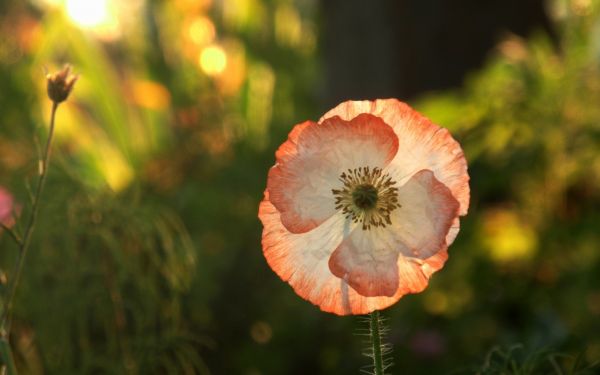 sollys, blomster, natur, rød, græs, Mark