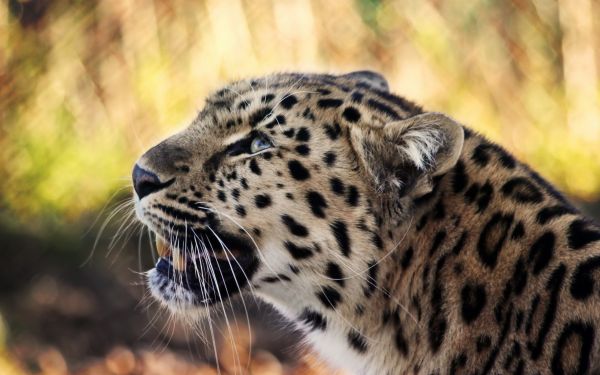 Animales,fauna silvestre,Gatos grandes,bigotes,leopardo,Jaguar