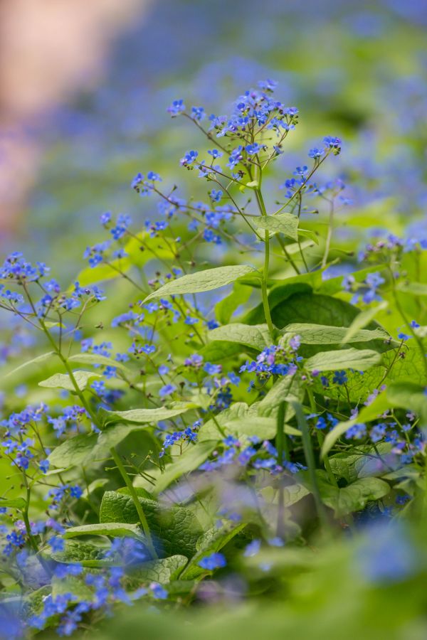 natur,grön,blomma,fält,ört,blomma