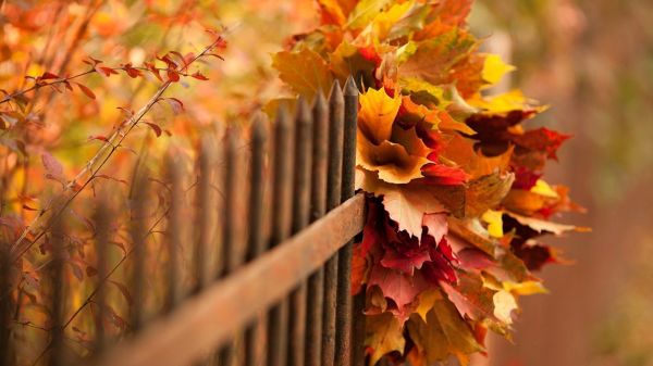 rot,Sonnenlicht,fallen,Blätter,Tiefenschärfe,Natur