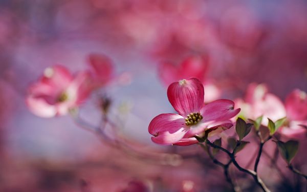 1920x1200 px,Profundidade de campo,Flores,natureza,flores cor de rosa,Plantas