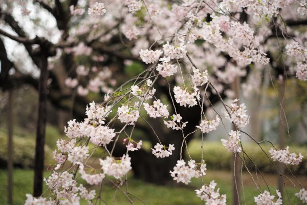 Japon,aliments,branche,fleur de cerisier,fleur,printemps