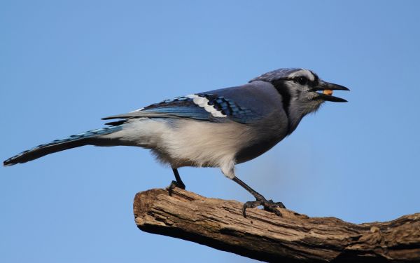 fugle,dyr,natur,afdeling,dyreliv,næb