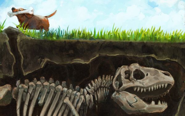 artwork, dog, bones, dinosaurs, evolution, split view