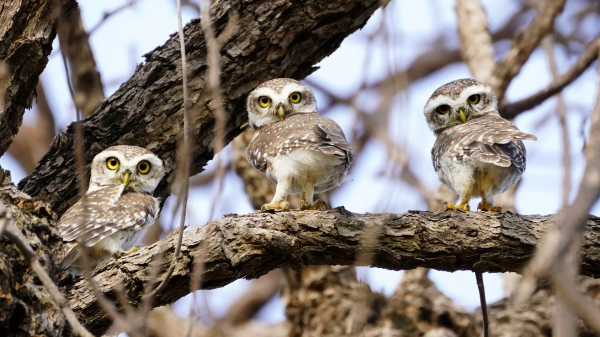 Pássaros,coruja,Animais,natureza,animais selvagens