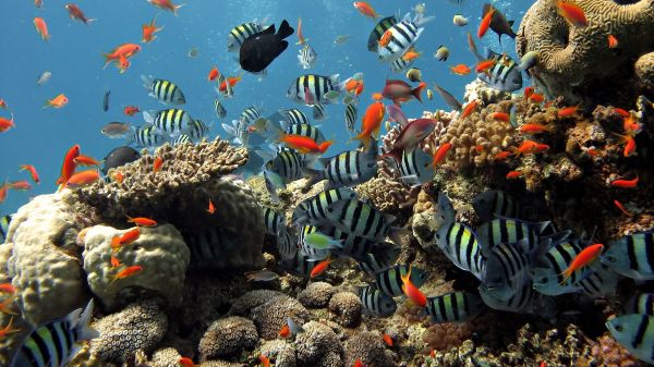 natureza,embaixo da agua,coral,Recife de corais,biologia,recife