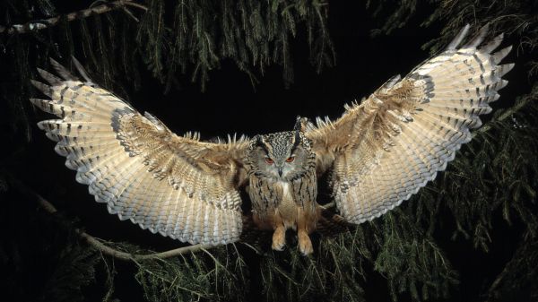 animals,wildlife,birds,bird of prey,owl,eagle