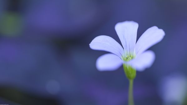 flori,plante,natură,fotografie,în aer liber,macro