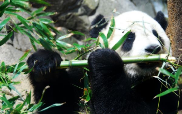 panda,bambu,peli,lanka