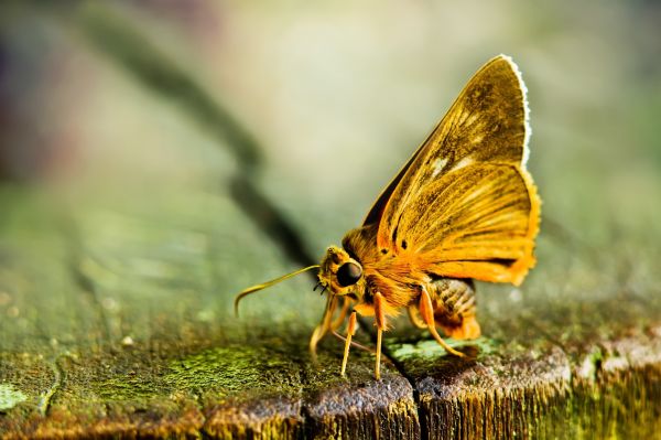 animali, natura, fotografia, macro, farfalla, erba