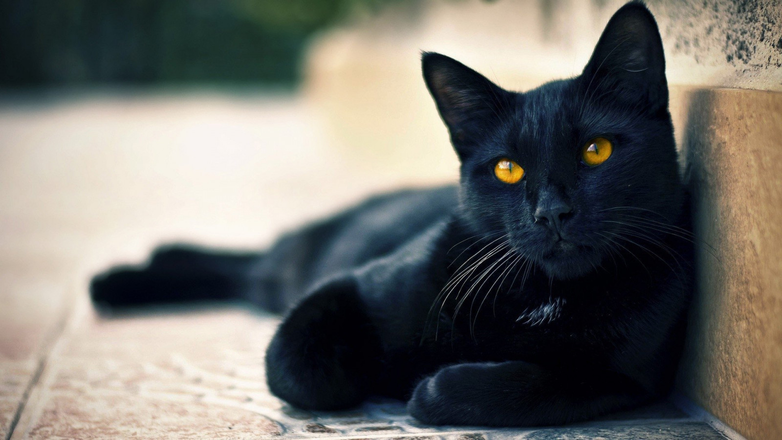 1920x1080 px, bonita, Preto, gato, Olhos, cara, deitado, esperando