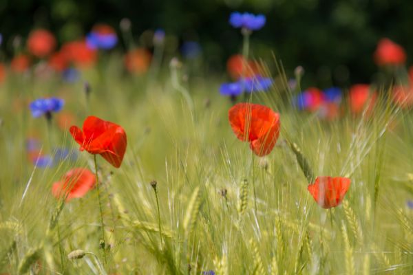 Blume,Feld,Weizen,Mohn,Blomma,Kornblume