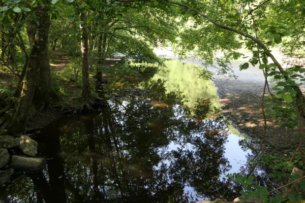 stromy,dřevo,rybník,jezero