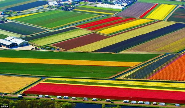 campo,campos,flor,Flores,tulipán,2892x1695 px