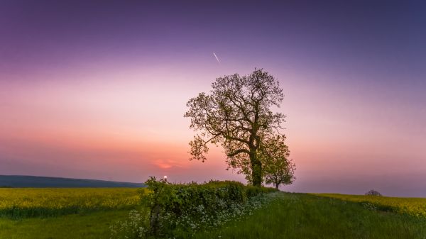 maisema, auringonlasku, auringonvalo, Puut, metsä, 500px