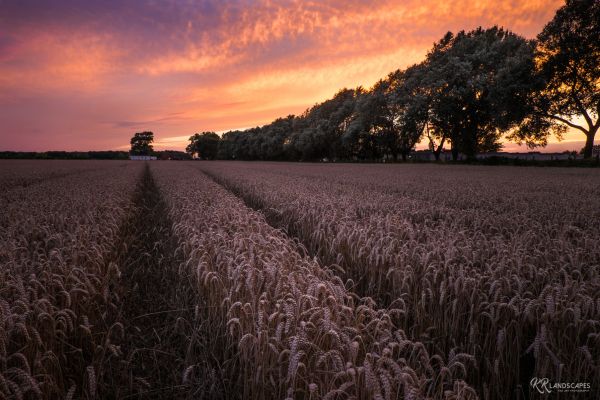 слънчева светлина, залез, природа, трева, небе, пейзаж