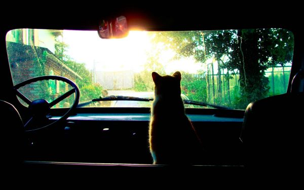 luz de sol,gato,Animales,ventana,noche,coche