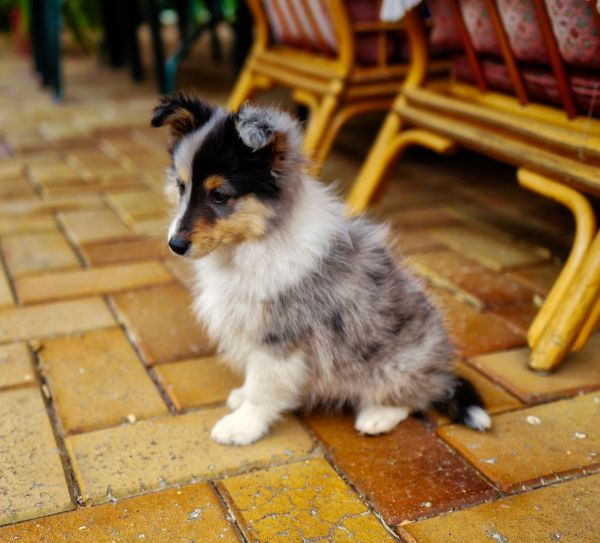 Shetland Sheep Dog,개