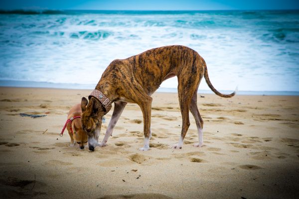 biru,patung,anjing,greyhound,pantai,anjing