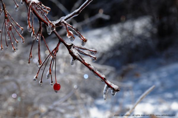 parc,rue,hiver,neige,Toronto,Ontario