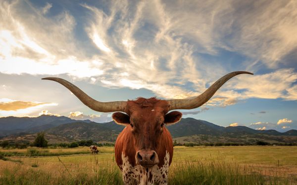 Hörner,Tiere,Tierwelt