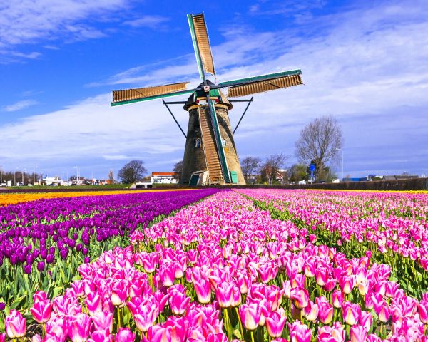 fält,blommor,4000x3200 px,keukenhof,lisse,många