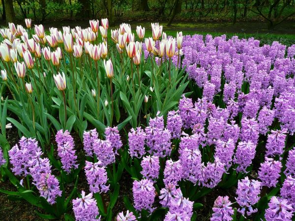 Flores,lavanda,parque,Tulipanes,patrón,real