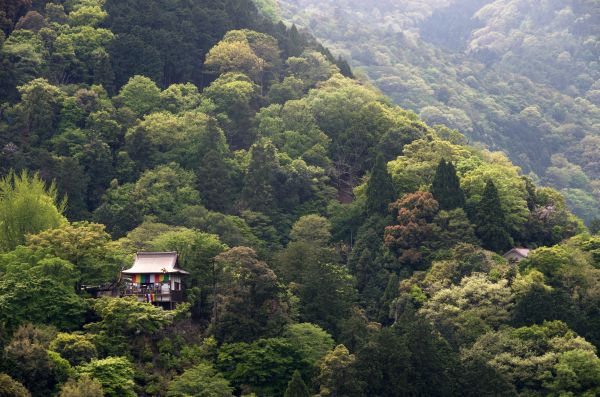 zelená,príroda,cestovanie,stromy,Japonsko,les