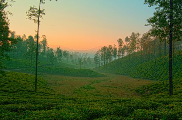 trees, nature, sunlight, landscape, forest, hill