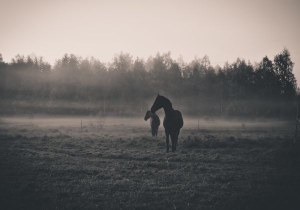 luz de sol, puesta de sol, reflexión, Animales, monocromo, caballo