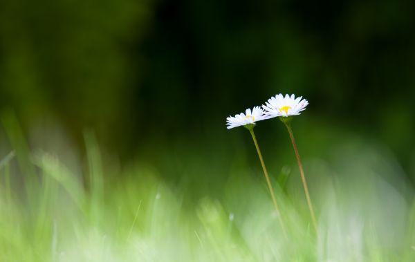 blomst,bokeh,blomma,have,græsplæne,Daisy