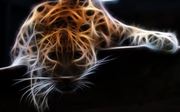 dyreliv,leopard,leopard dyr,Photoshop,Fractalius,mørke