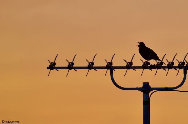 himmel,fågel,fauna,gren,morgon-,silhuett