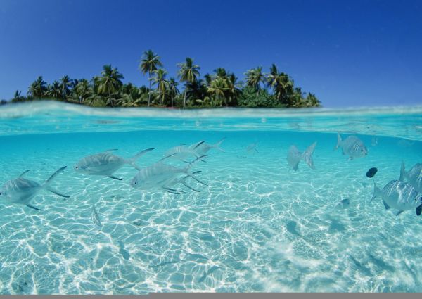 agua poco profunda,pescado,rebaño,mar,isla,palmeras