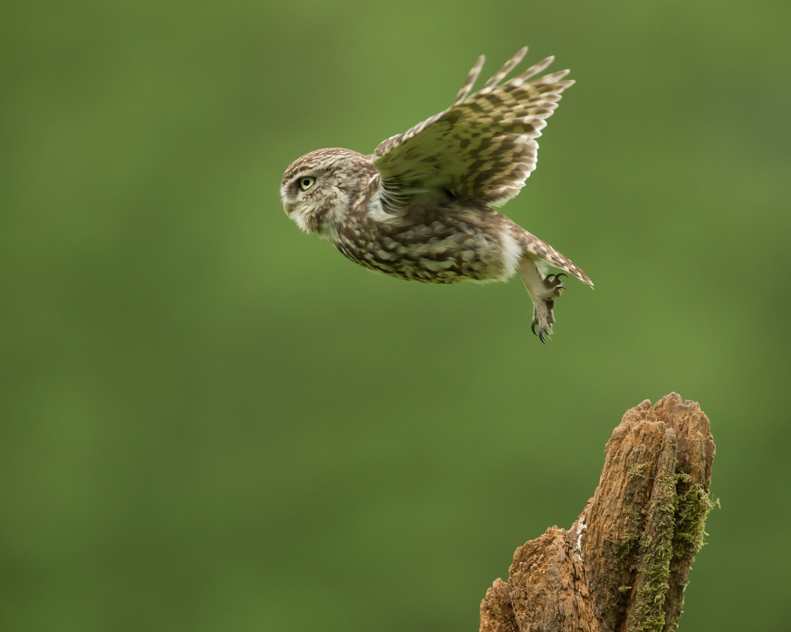 uccelli, fotografia, macro, ramo, natura, uccello rapace, gufo, becco, passero, uccello, via, Allodola, prendere, ala, fauna, 2048x1638 px, appollaiati uccelli, vertebrato, avvicinamento, fotografia macro, scricciolo