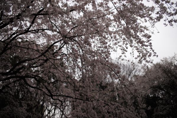 Japon, branche, fleur de cerisier, fleur, printemps, Monochrome