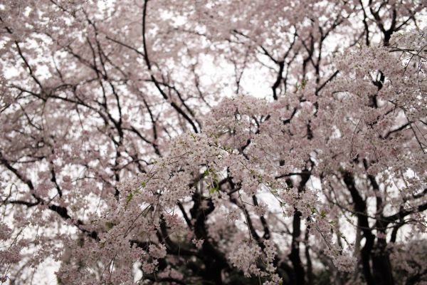 Japon,branche,fleur de cerisier,fleur,printemps,Leica