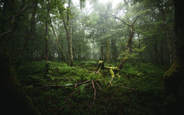 Natur,Grün,Wald,Laub,Wurzeln,Nebel