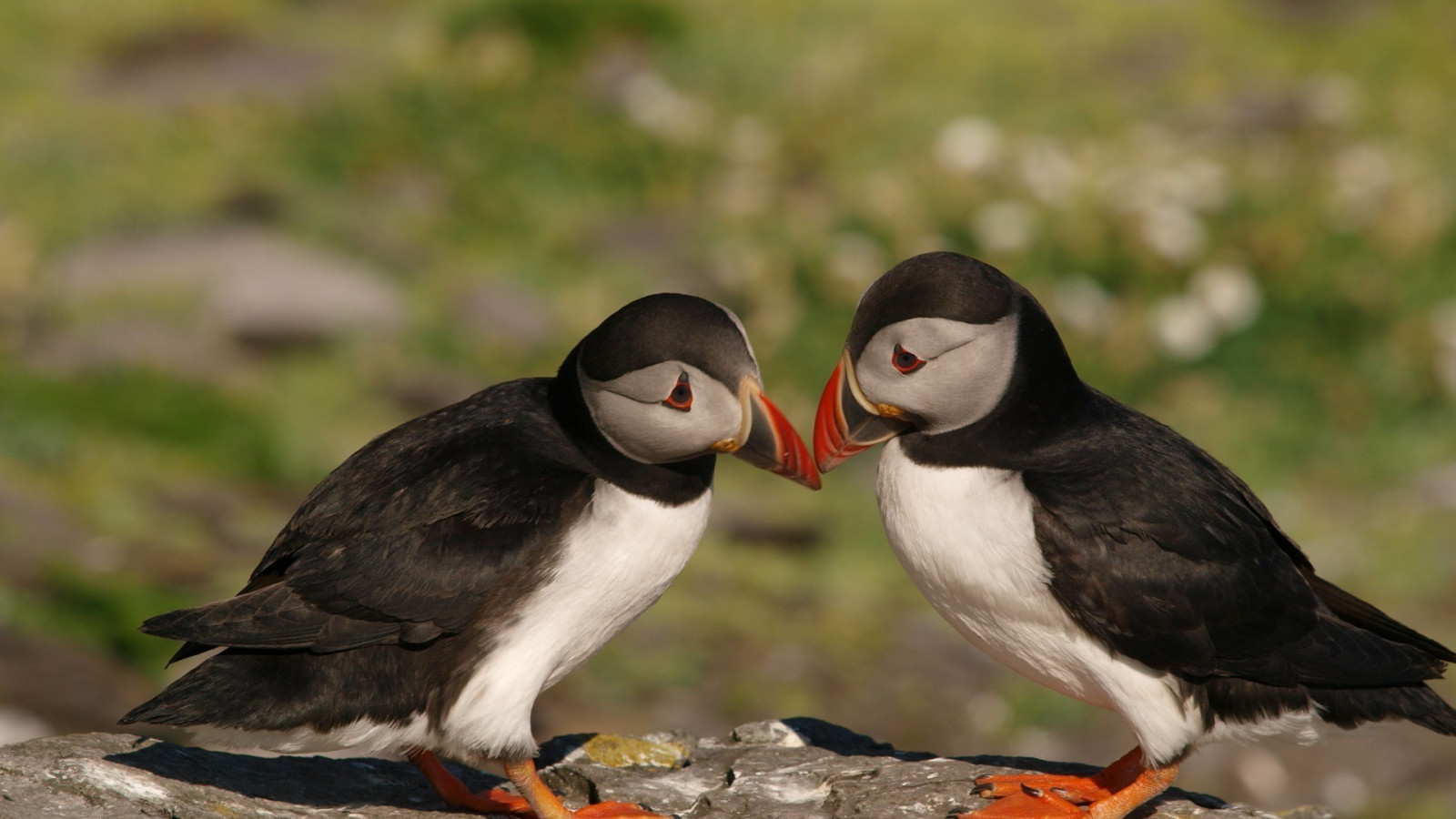 птици, дивата природа, Puffins, клюн, птица, морски птици, фауна, 1920x1080 пиксела, гръбначен, Charadriiformes, тупик