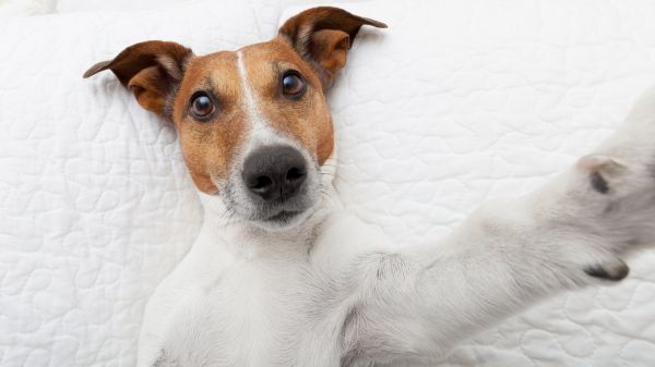 σκύλος,Jack Russell Terrier,θηλαστικό ζώο,σπονδυλωτό,των ζώων,1920x1080 px